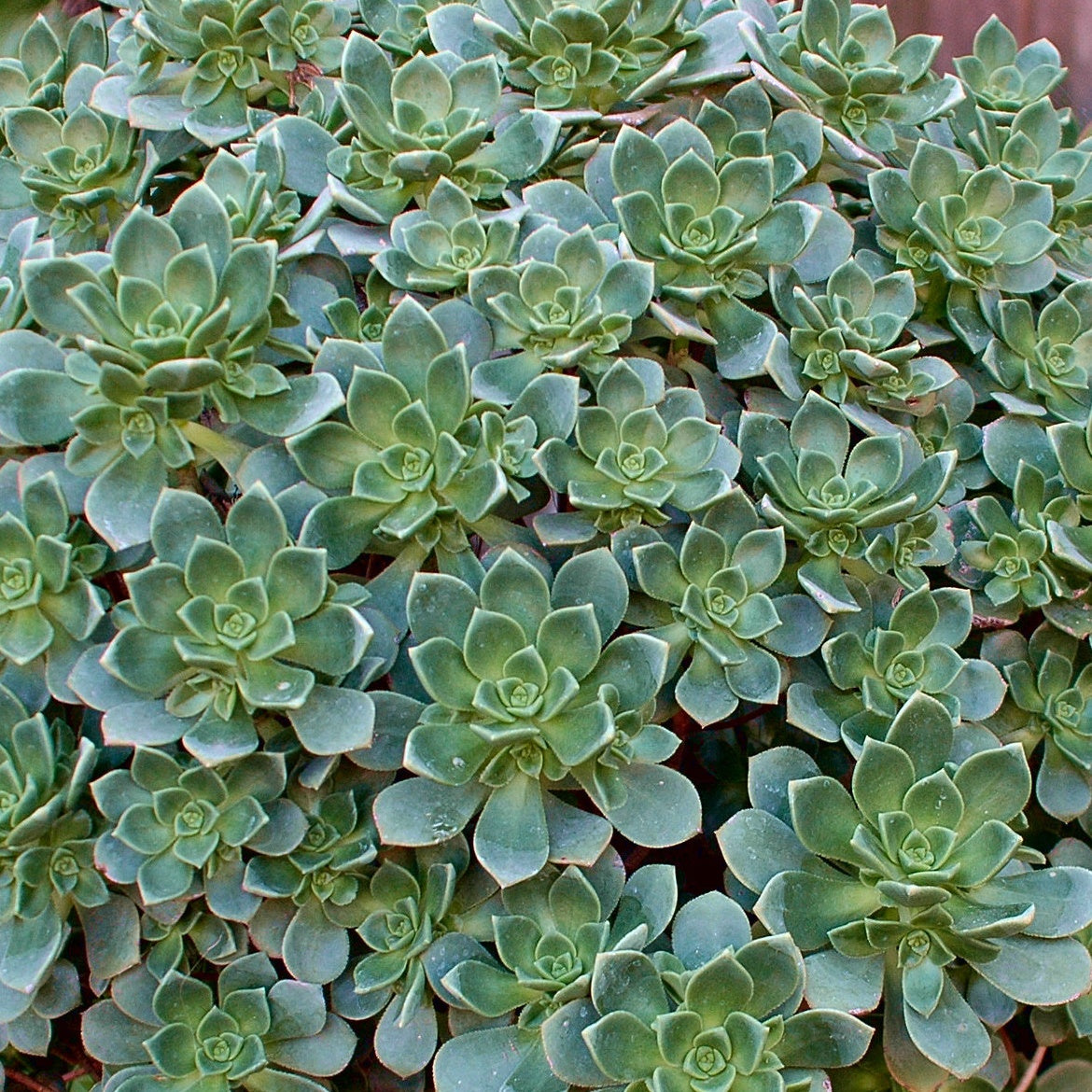 Echeveria - Aeonium Haworthii - Echeveria haworthii (aeonium) - Plantes