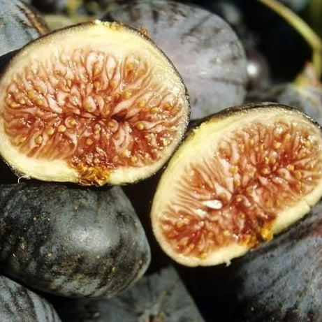 Figuier Violette de Solliès - Ficus carica sollies - Willemse