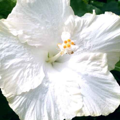 Hibiscus des marais Extreme Pure White - Hibiscus moscheutos extreme pure white ® (improved) - Plantes
