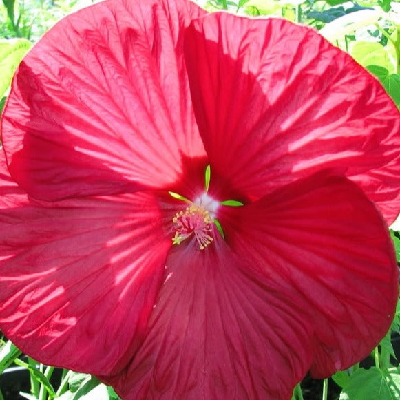 Hibiscus des marais Luna Red - Hibiscus moscheutos Luna Red - Willemse