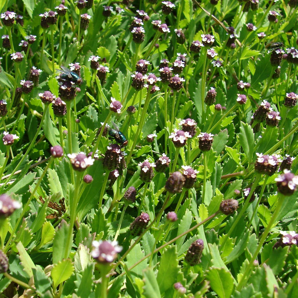 3 Verveines nodulaire - Phyla ou lippia nodiflora - Plantes