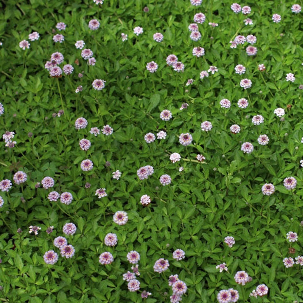 Verveine nodulaire - Phyla ou lippia nodiflora - Willemse