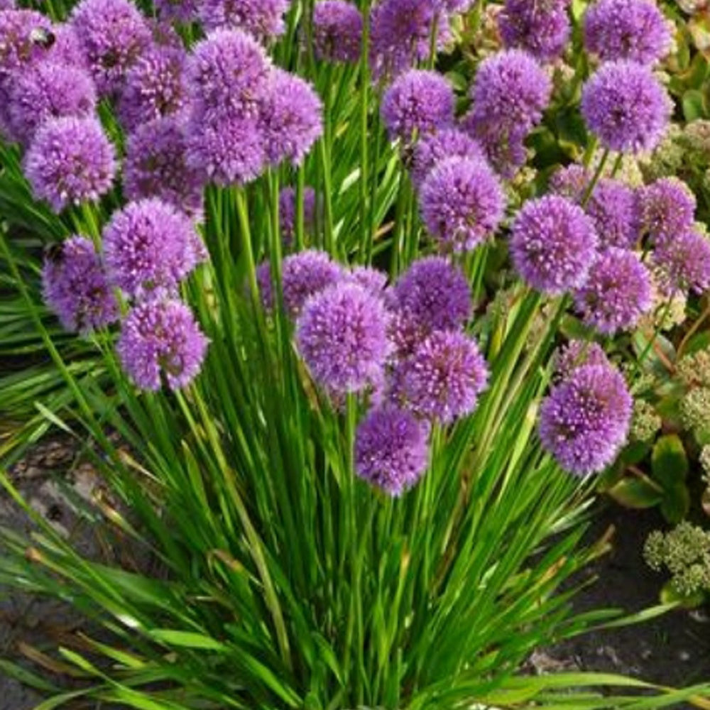 Ail d'ornement Millenium - Allium Millenium - Willemse