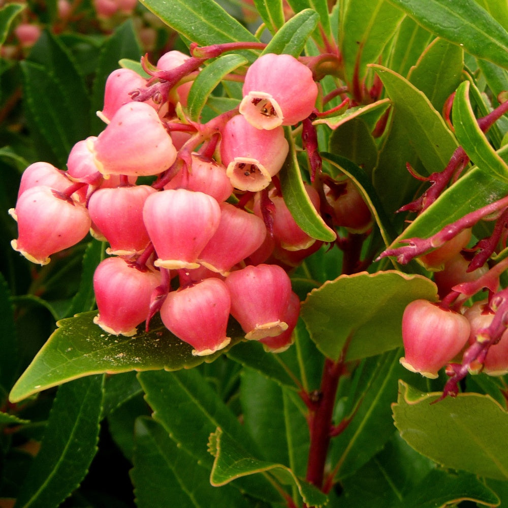 Arbousier Compacta - Arbutus unedo 'compacta' - Plantes