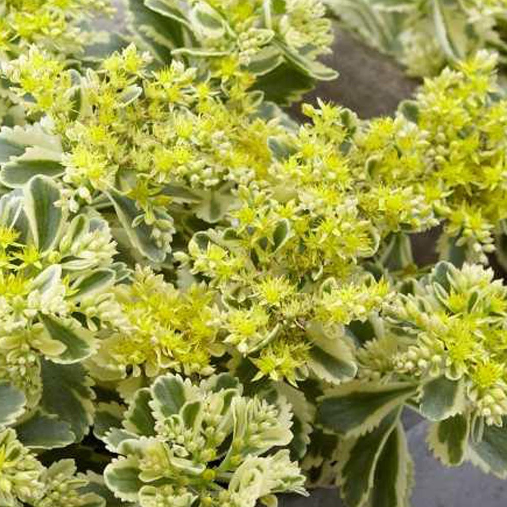 Sedum - Orpin panaché Atlantis - Sedum takesimense 'atlantis' - Willemse