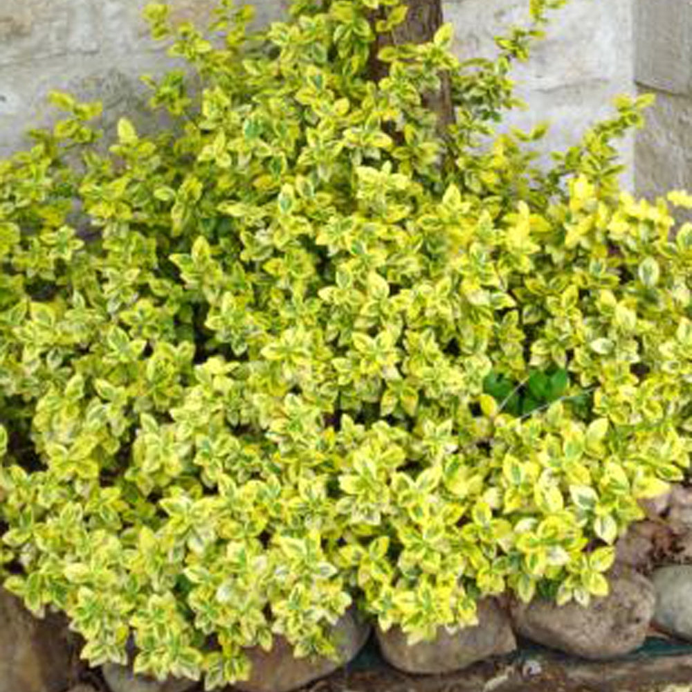 3 Fusains Emerald and Gold - Euonymus fortunei 'emerald and gold'