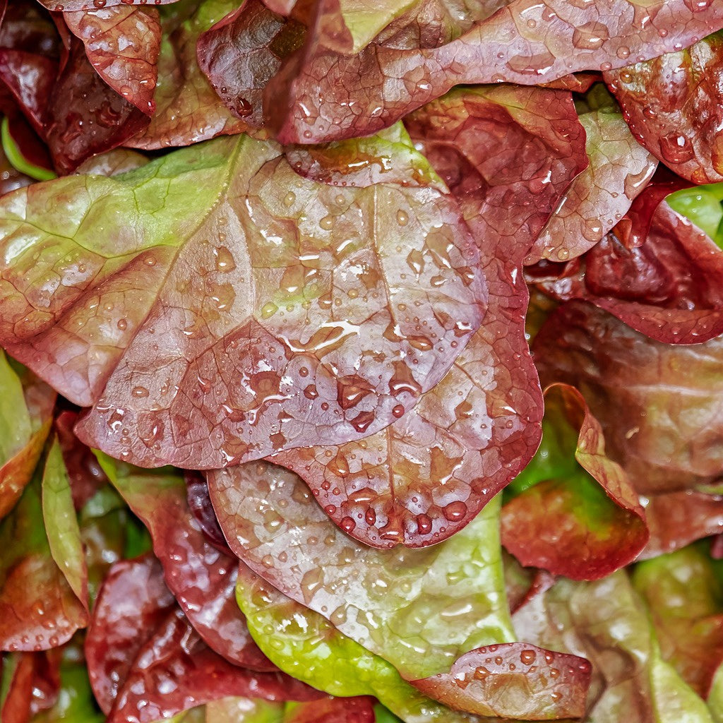 Laitue Lollo Rossa Bio - Lactuca lollo rossa - Willemse