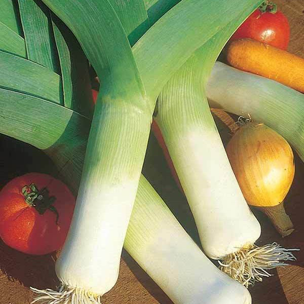 Poireau Monstrueux de Carentan 2 Bio - Allium porrum monstrueux de carentan 2 - Willemse