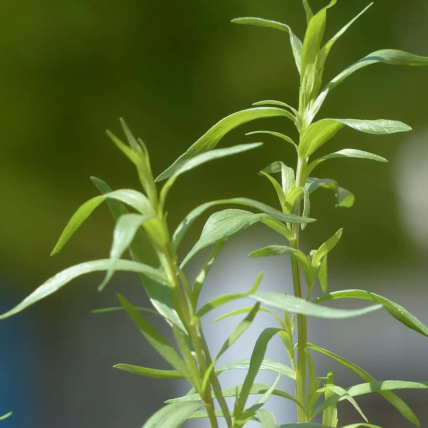 Sarriette annuelle - Satureja hortensis - Potager