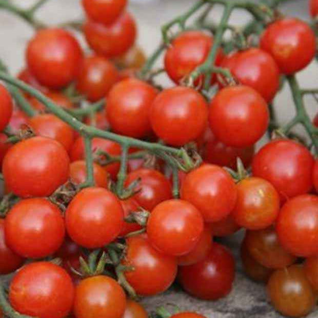 Tomate cerise sweetie BIO - Solanum lycopersicum sweetie - Potager