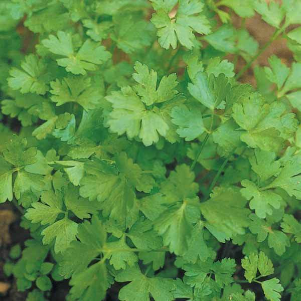 Persil plat commun d'Amsterdam - Petroselinum sativum amsterdam - Willemse