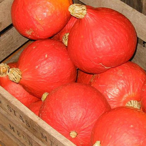 Potiron Potimarron Uchiki Kuri Bio - Cucurbita maxima uchiki kuri - Graines de fruits et légumes Bio