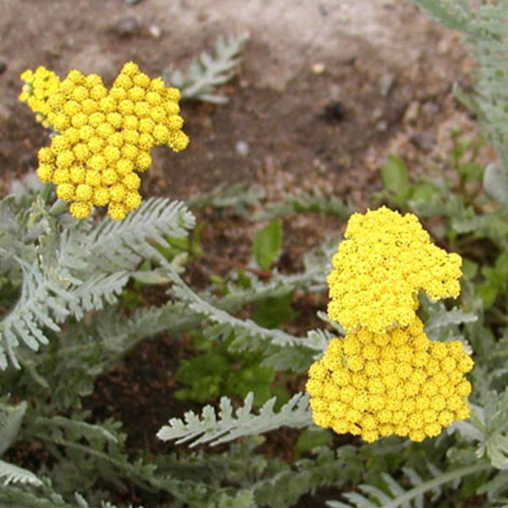 Achillée millefeuille Little Moonshine - Achillea moonshine - Plantes