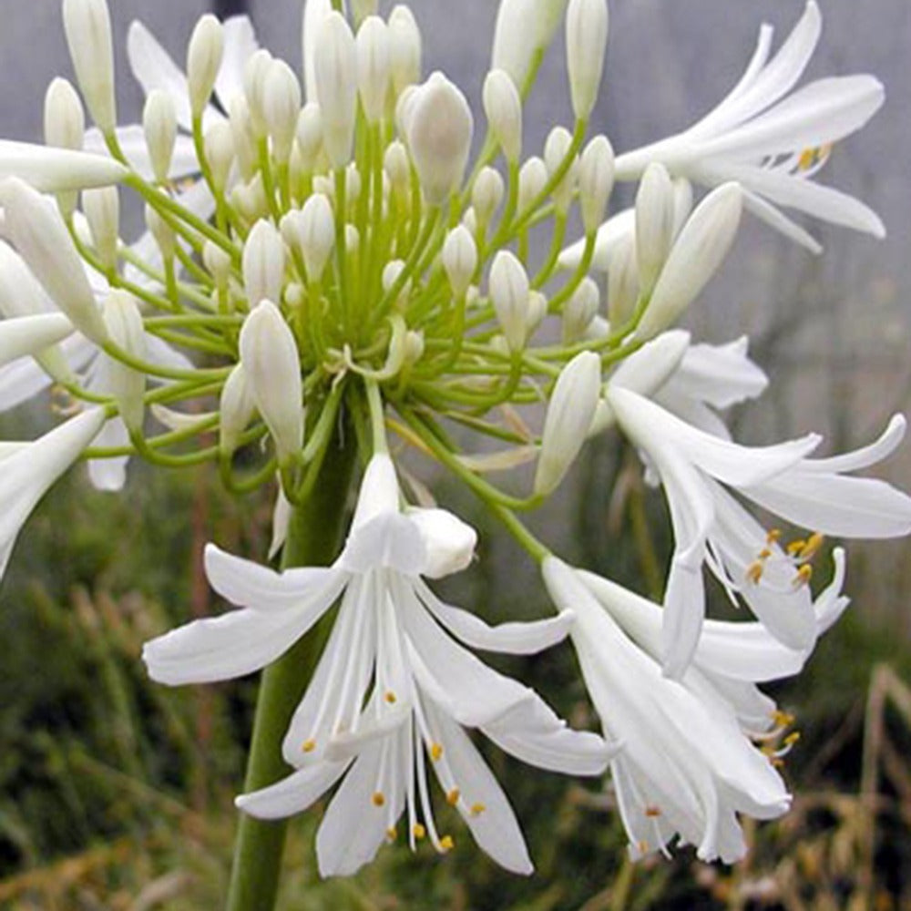 Agapanthe africaine blanche - Agapanthus africanus albus - Willemse