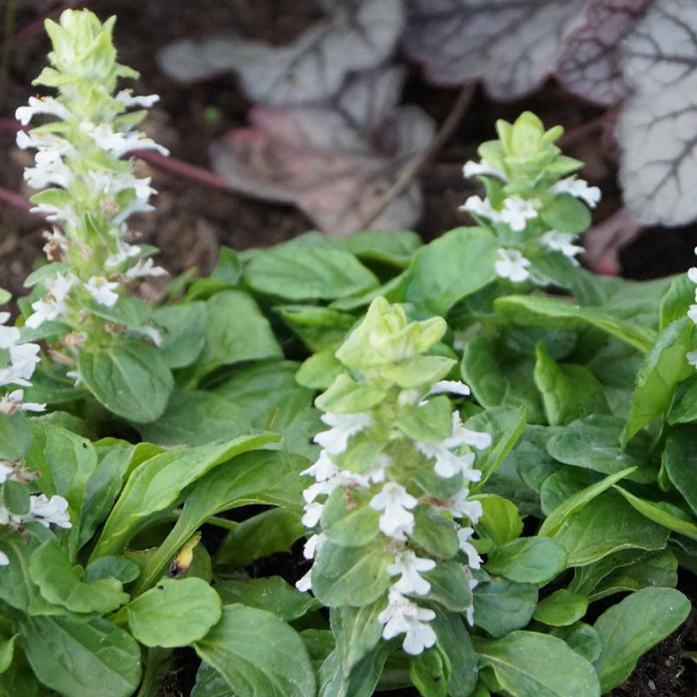 Bugle rampante Alba - Ajuga reptans alba - Plantes