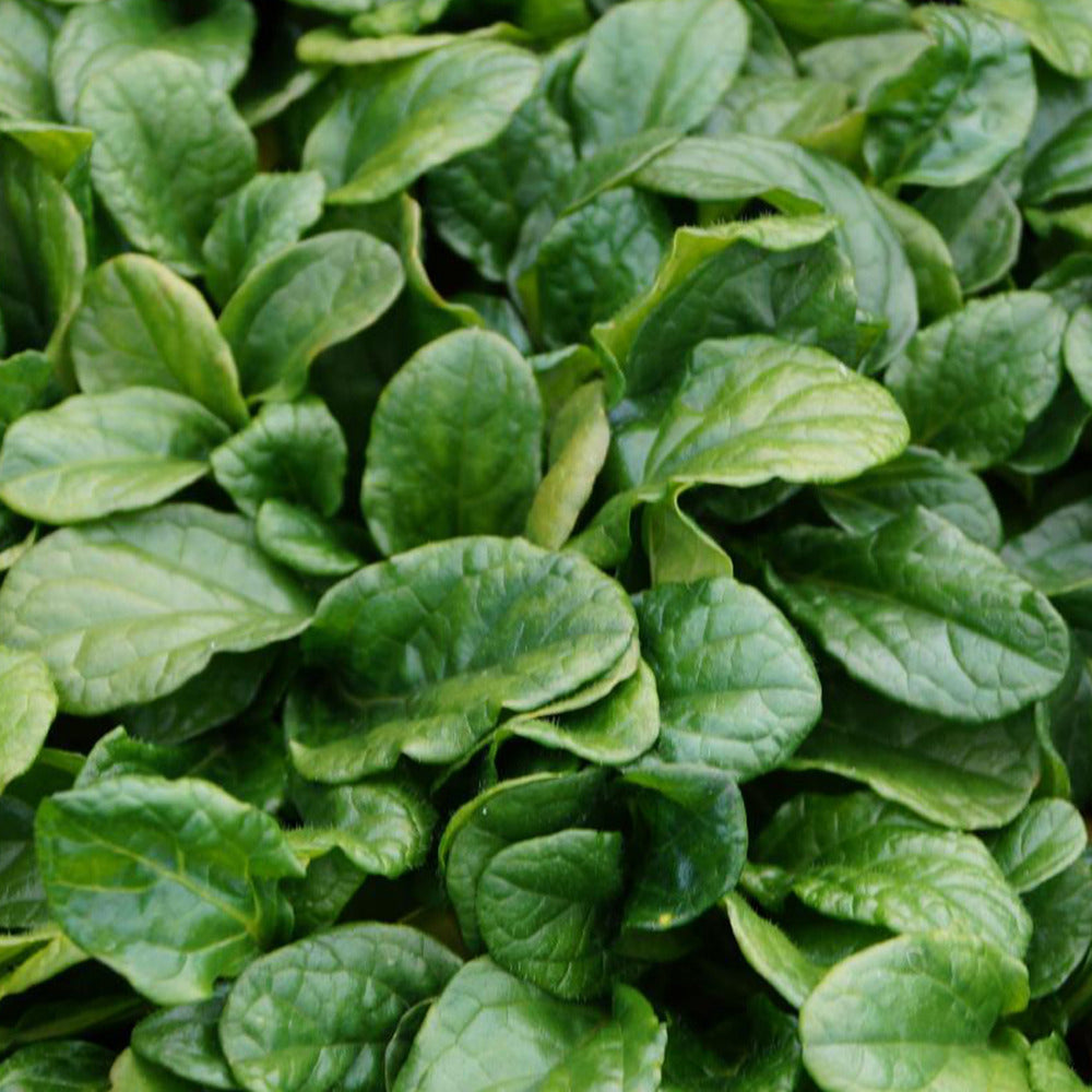 Bugle rampante Alba - Ajuga reptans alba - Plantes vivaces