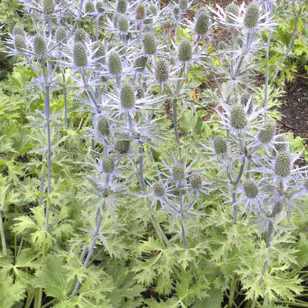 Panicaut hybride Big Blue - Eryngium zabelii big blue - Willemse