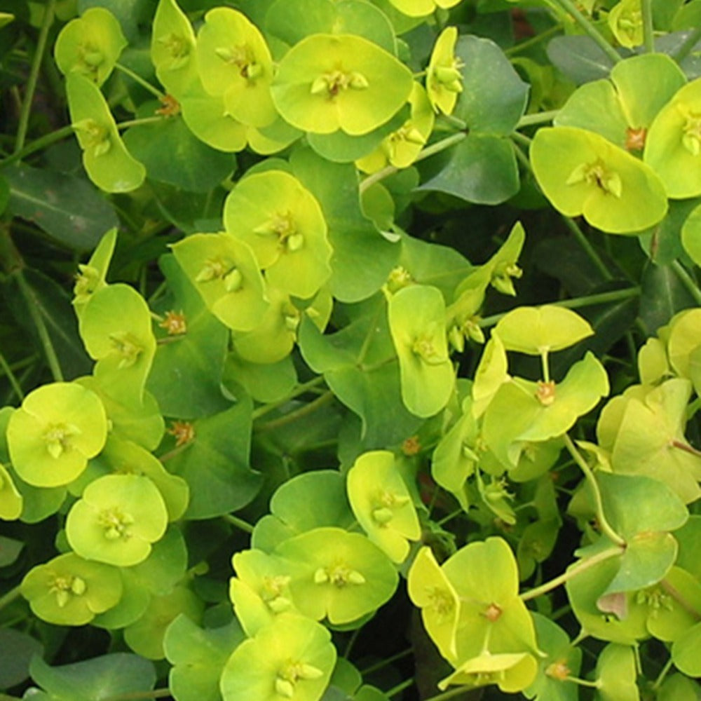 Euphorbe des bois pourpre Euphorbia amygdaloides purpurea