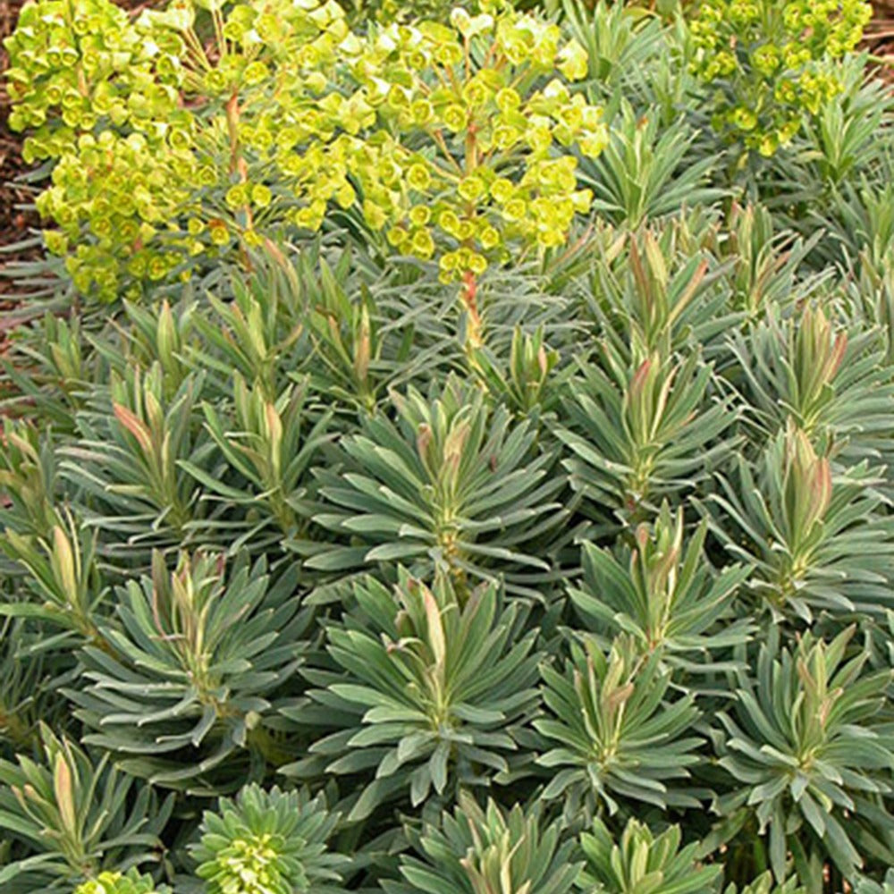 Euphorbe des garrigues wulfenii - Euphorbia characias ssp. wulfenii - Plantes