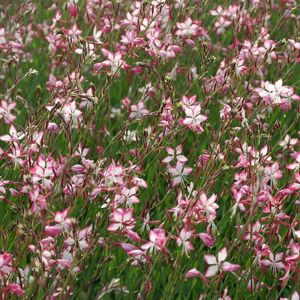 Gaura Rosyjane - Gaura lindheimeri rosyjane ® - Plantes