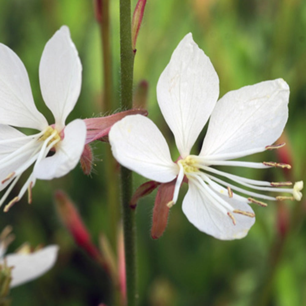 Gaura Snowstorm - Gaura lindheimeri snowstorm - Plantes vivaces