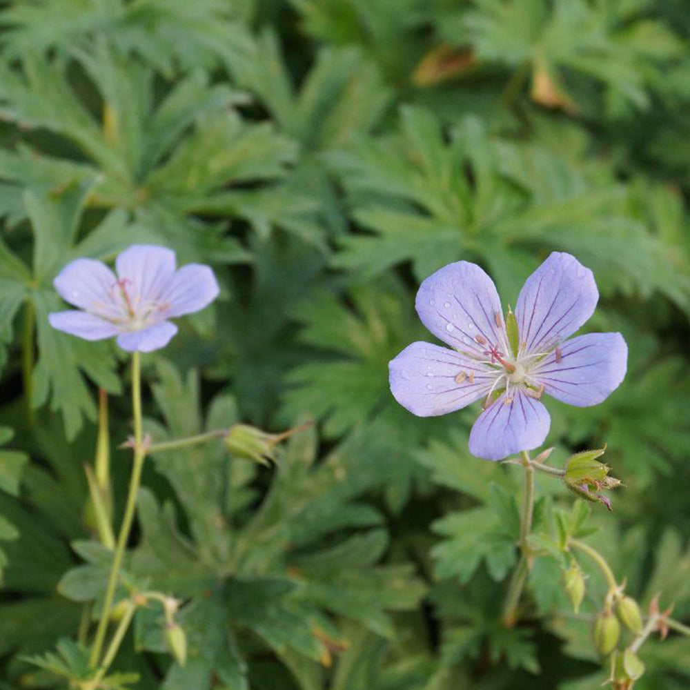 Géranium vivace Blue Cloud - Geranium blue cloud - Plantes