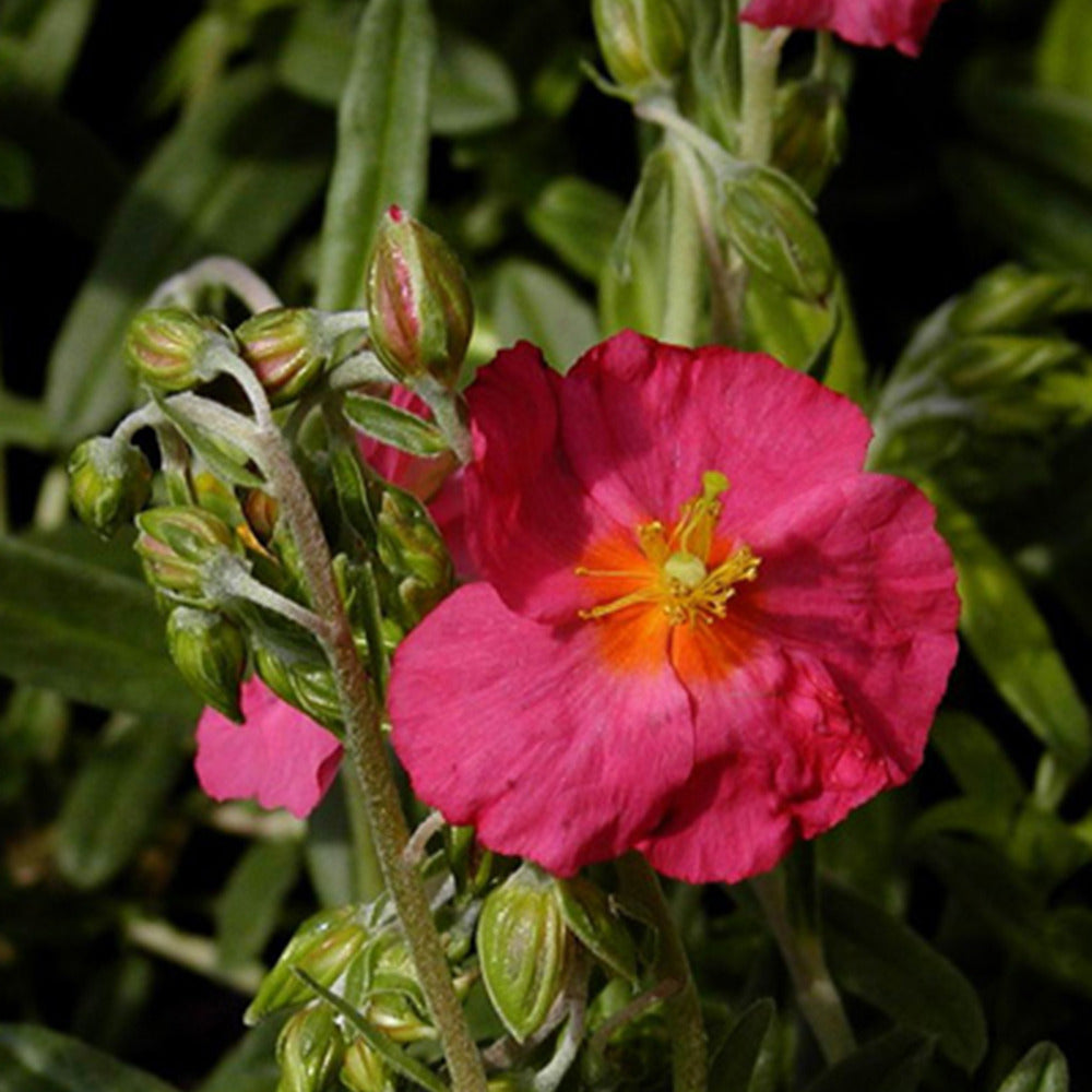 Hélianthème Ben Hope - Helianthemum ben hope - Plantes vivaces