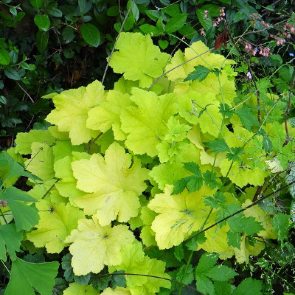 Heuchère Citronelle ® - Heuchera citronelle ® - Willemse