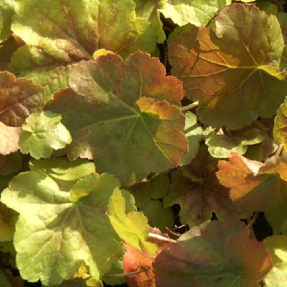 Heuchère Miracle ® - Heuchera miracle ® - Willemse