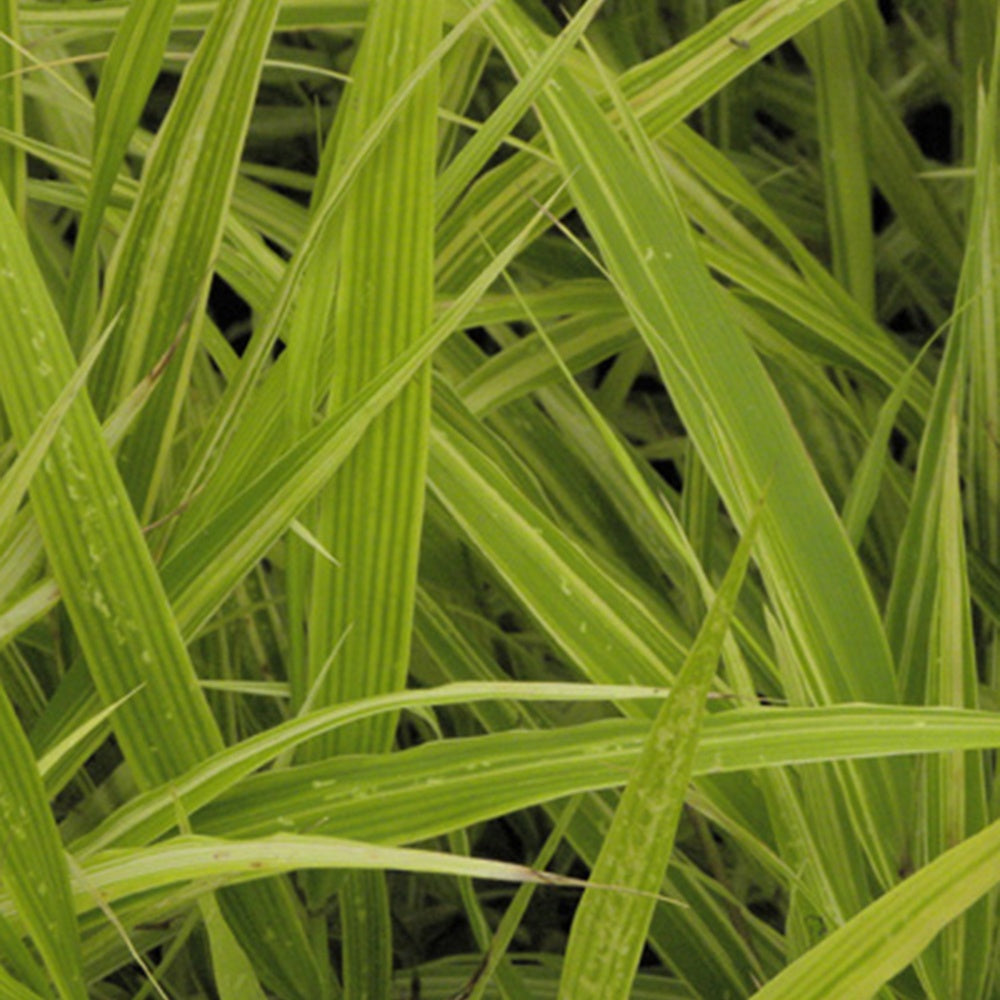 Herbe du Japon Albovariegata - Hakonechloa macra albovariegata - Plantes