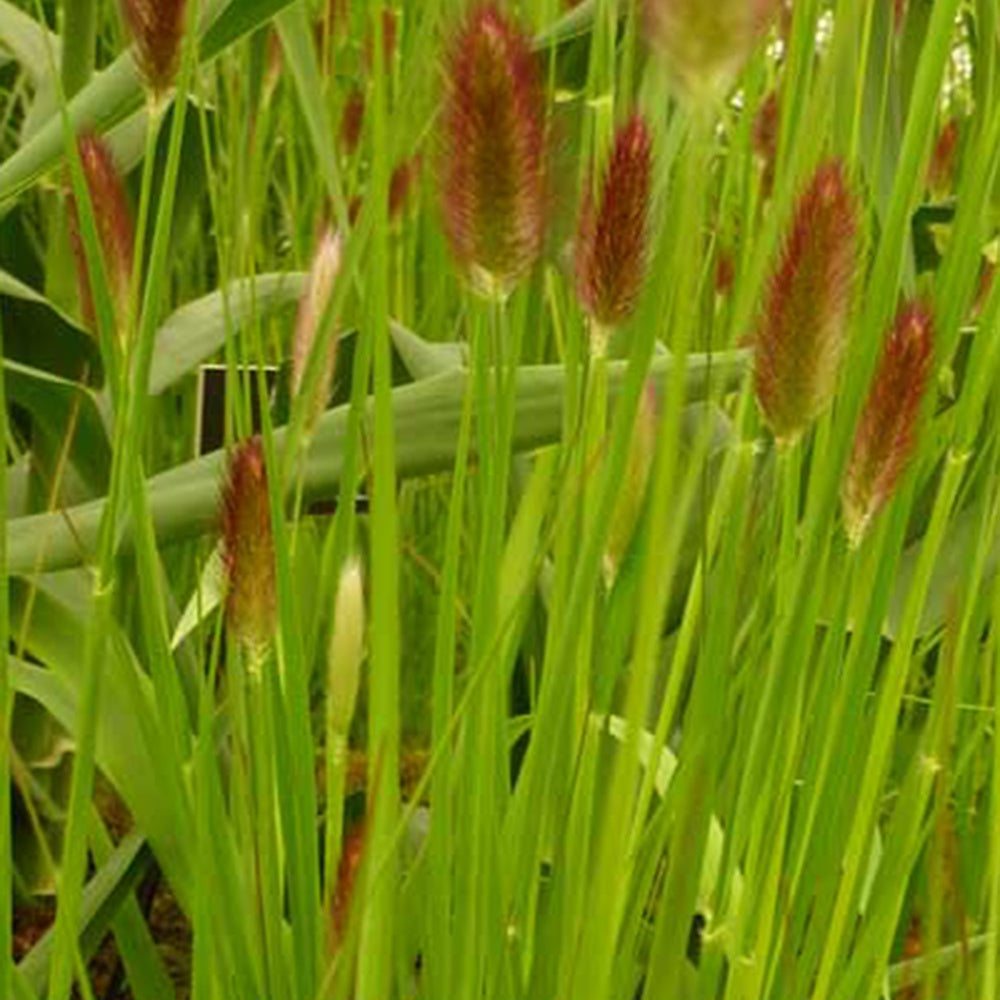 Herbe aux écouvillons de Thunberg Red Buttons - Pennisetum - Pennisetum thunbergii red buttons (massaicum) - Willemse