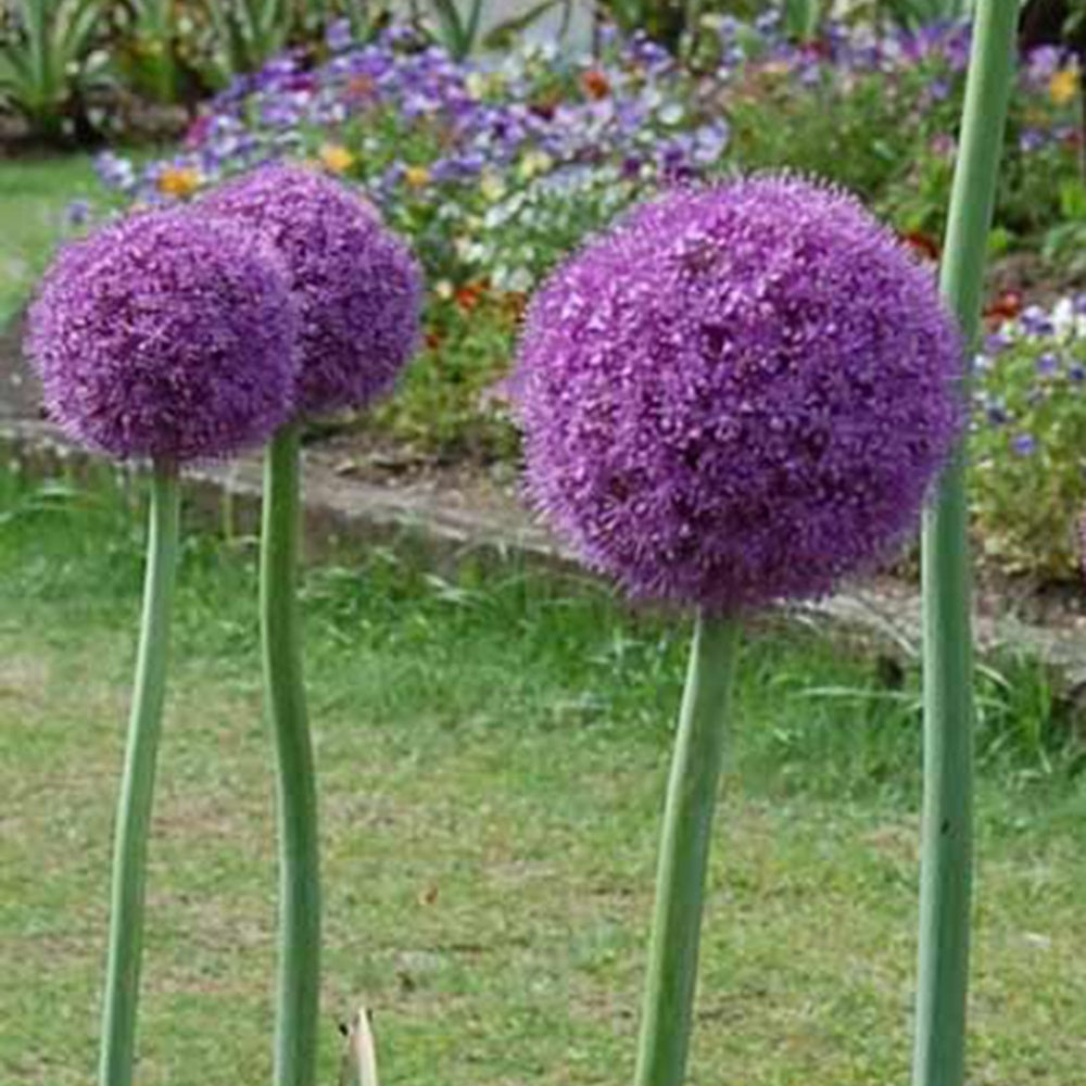 Ail géant de l'Himalaya - Allium giganteum - Willemse