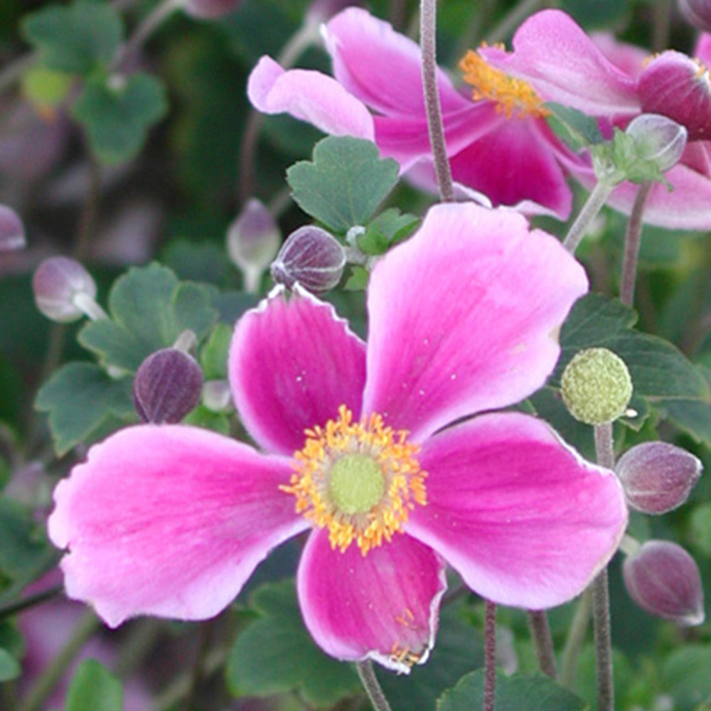 Anémone d'automne Splendens - Anemone hupehensis splendens - Plantes vivaces