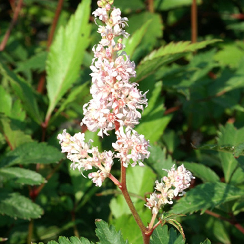 Astilbe japonica Peach Blossom - Astilbe peach blossom ( japonica group ) - Plantes vivaces