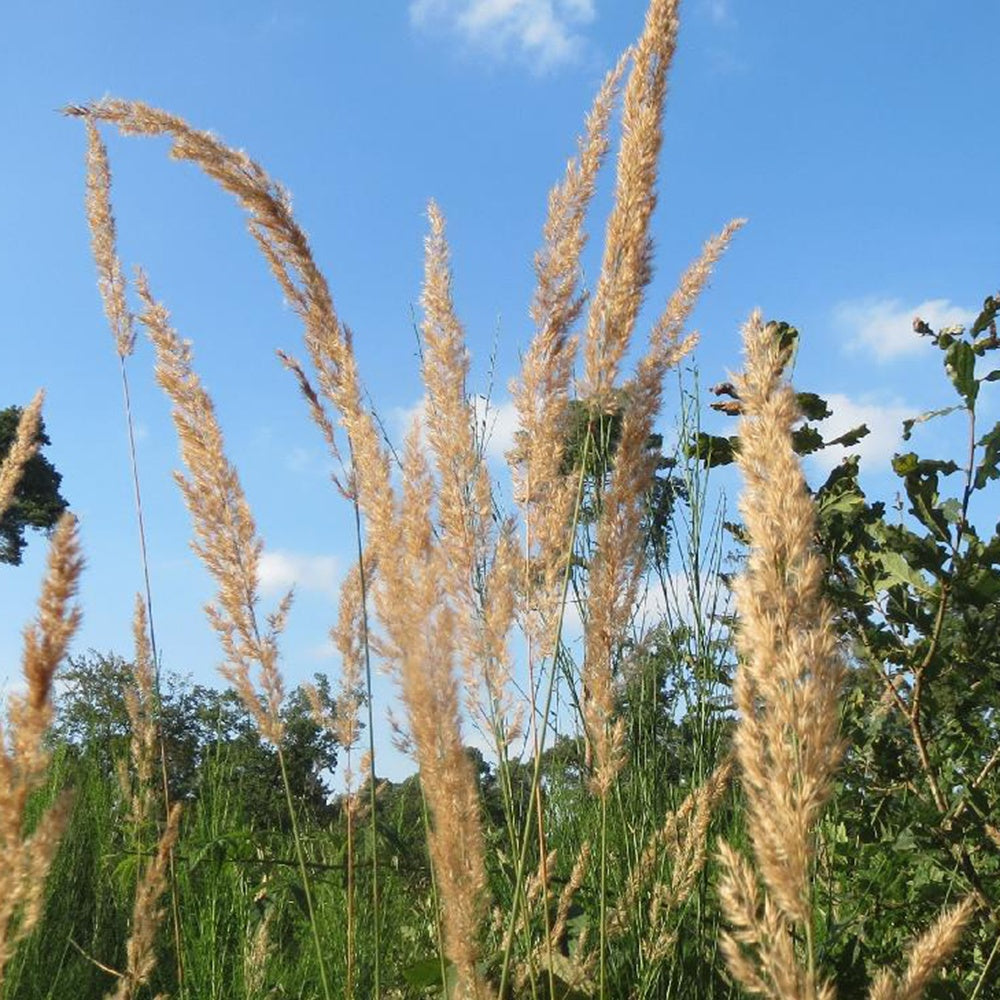 Roseau des bois - Calamagrostis epigejos - Willemse
