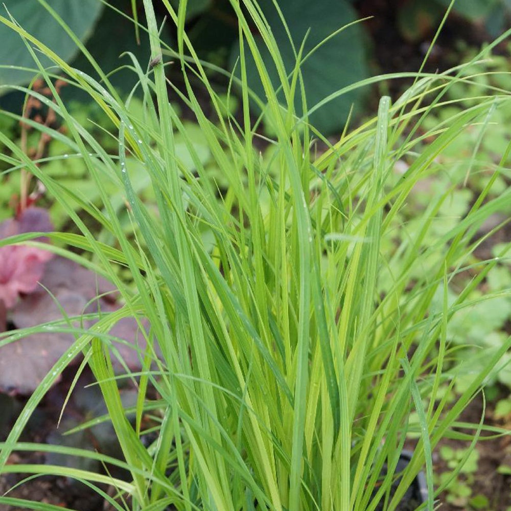 Laîche des marais - Carex - Willemse