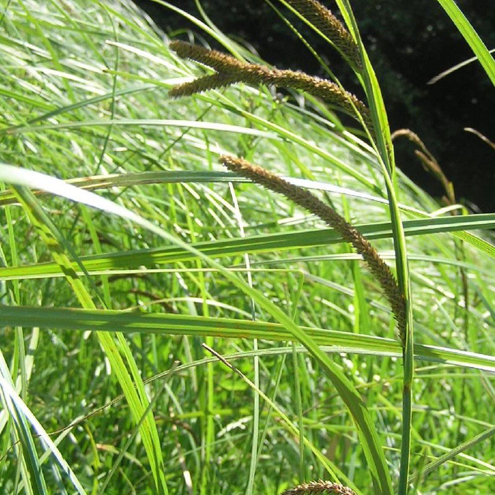 Laîche des marais - Carex - Carex acutiformis - Willemse
