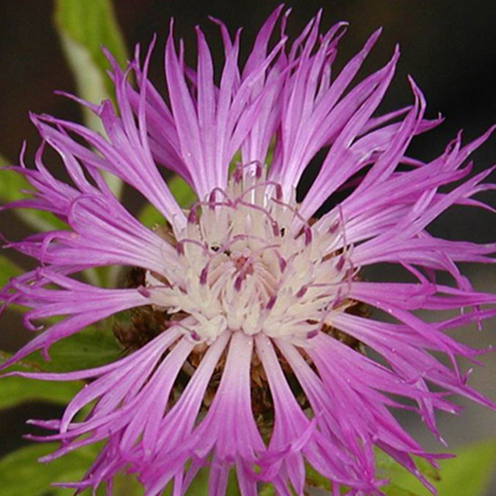 Centaurée de Perse - Centaurea dealbata - Willemse