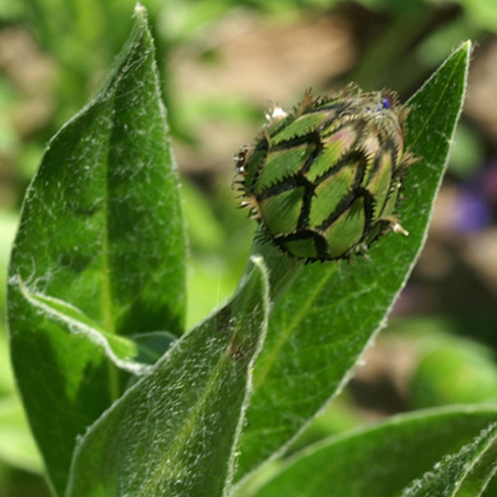 Centaurée des montagnes - Centaurea montana - Willemse