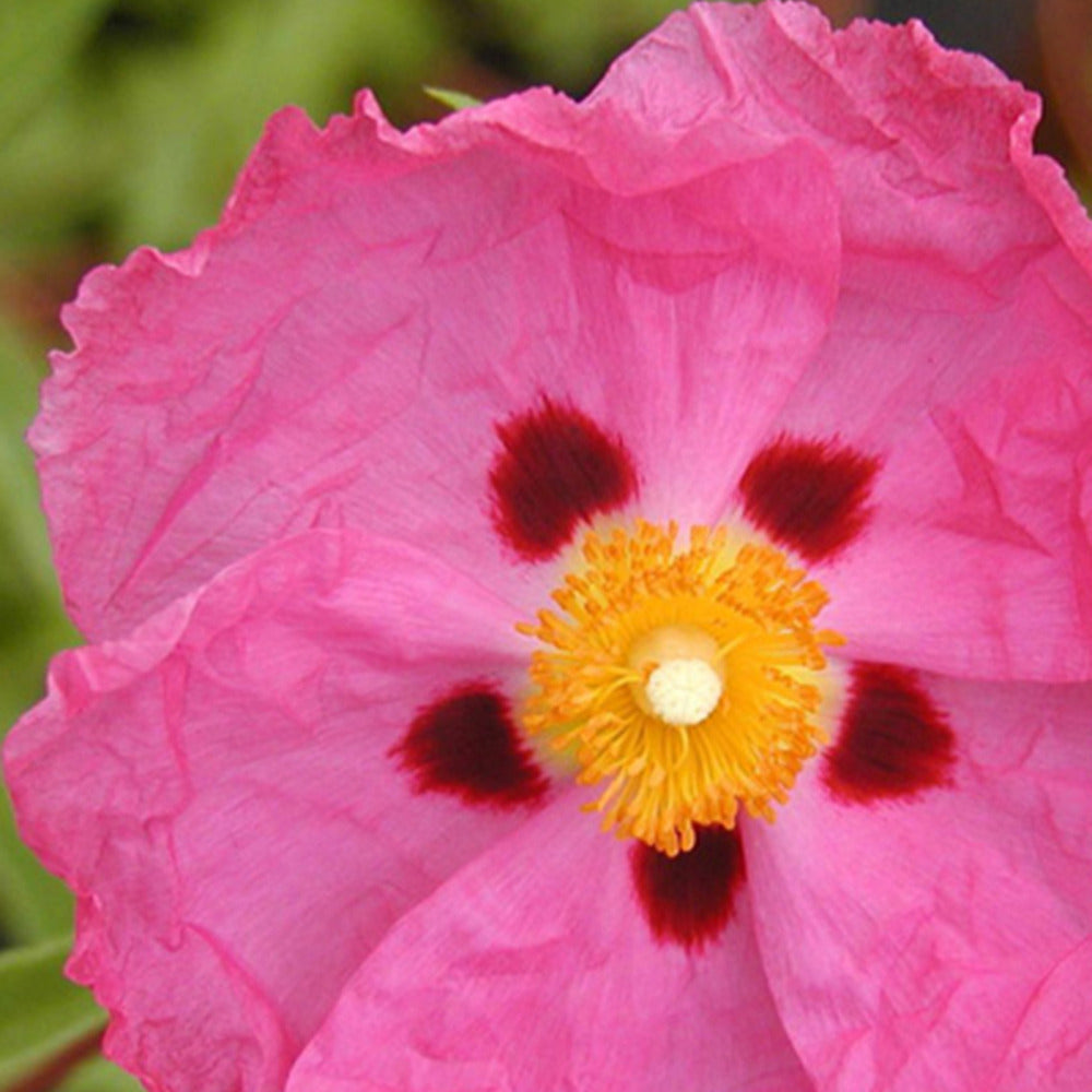Ciste pourpre - Cistus purpureus - Willemse