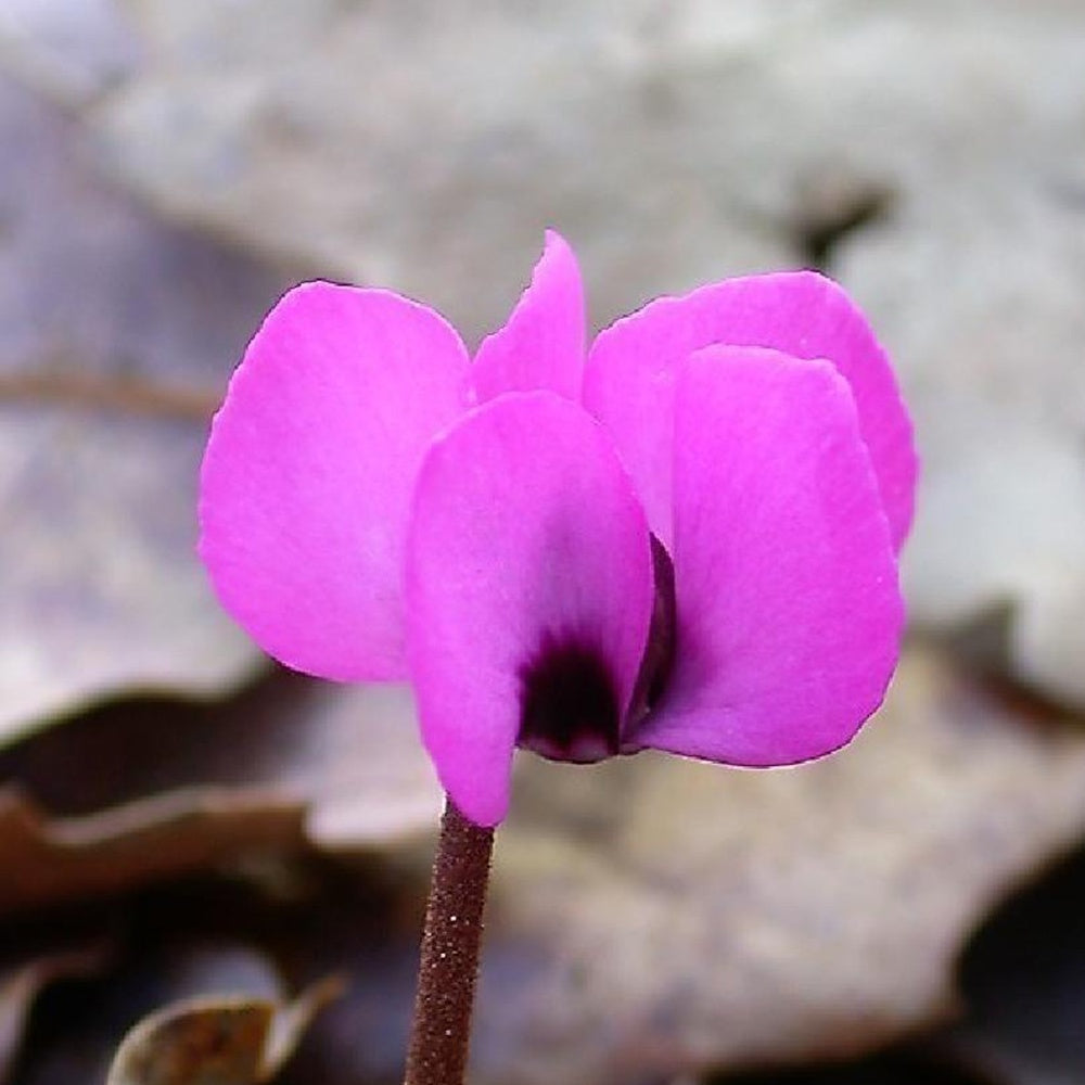 Cyclamen coum Rose - Cyclamen coum - Plantes