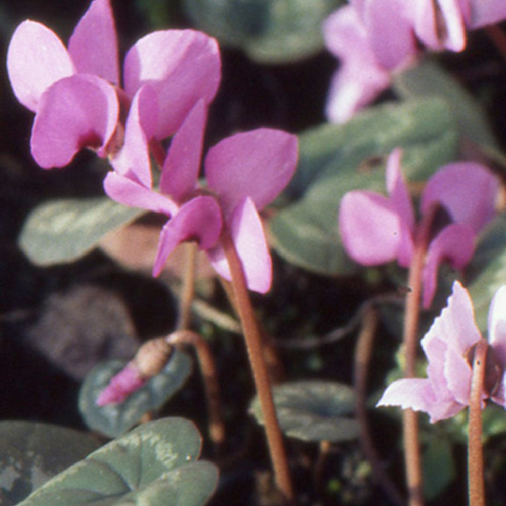 Cyclamen coum Rose - Cyclamen coum - Cyclamen