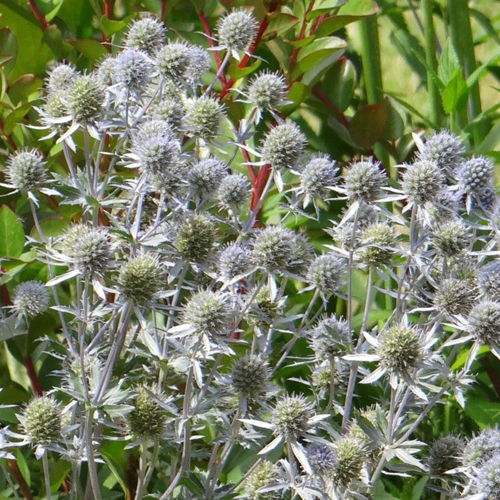 Panicaut à feuilles planes - Eryngium planum - Willemse
