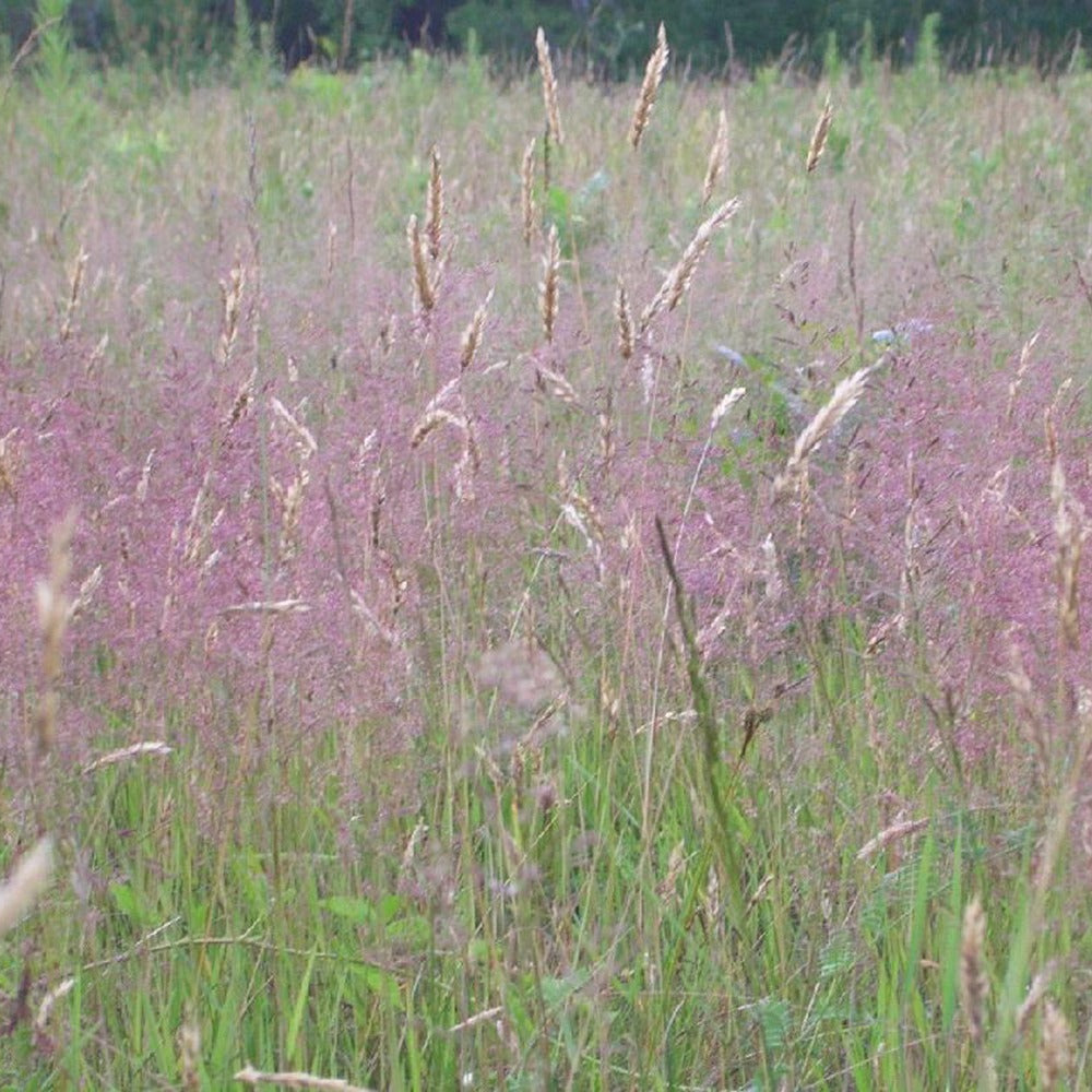 Herbe d'amour - Eragrostis spectabilis