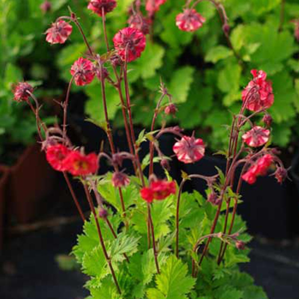 Benoîte Flames of Passion - Geum flames of passion ® - Willemse
