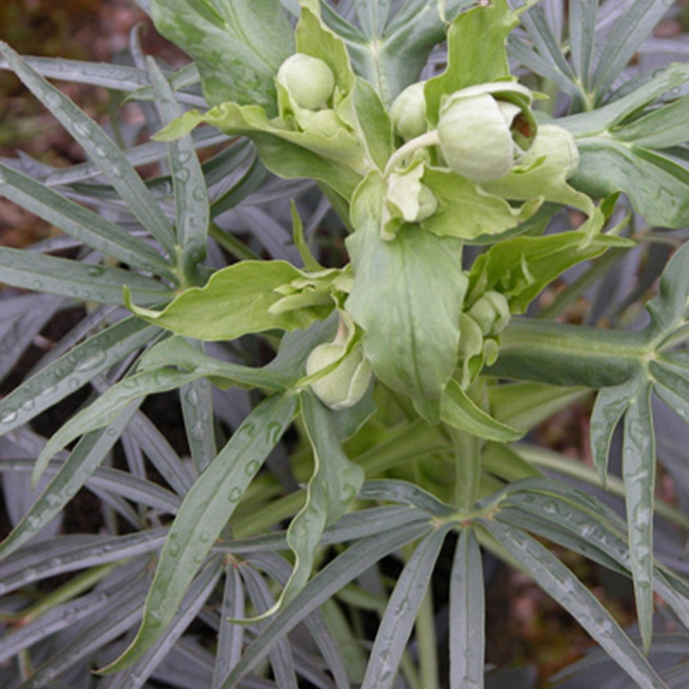 Hellébore fétide - Helleborus foetidus - Hellébores