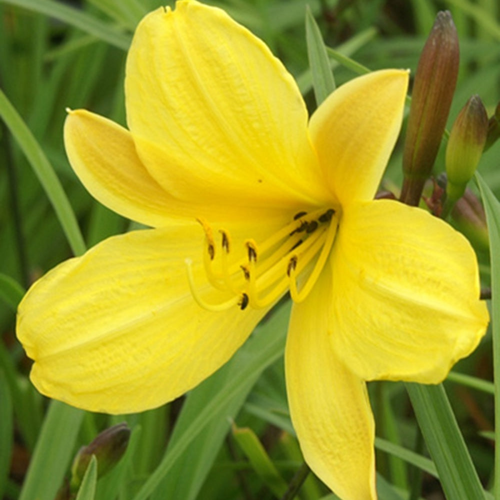 Hémérocalle Corky - Hemerocallis corky - Willemse