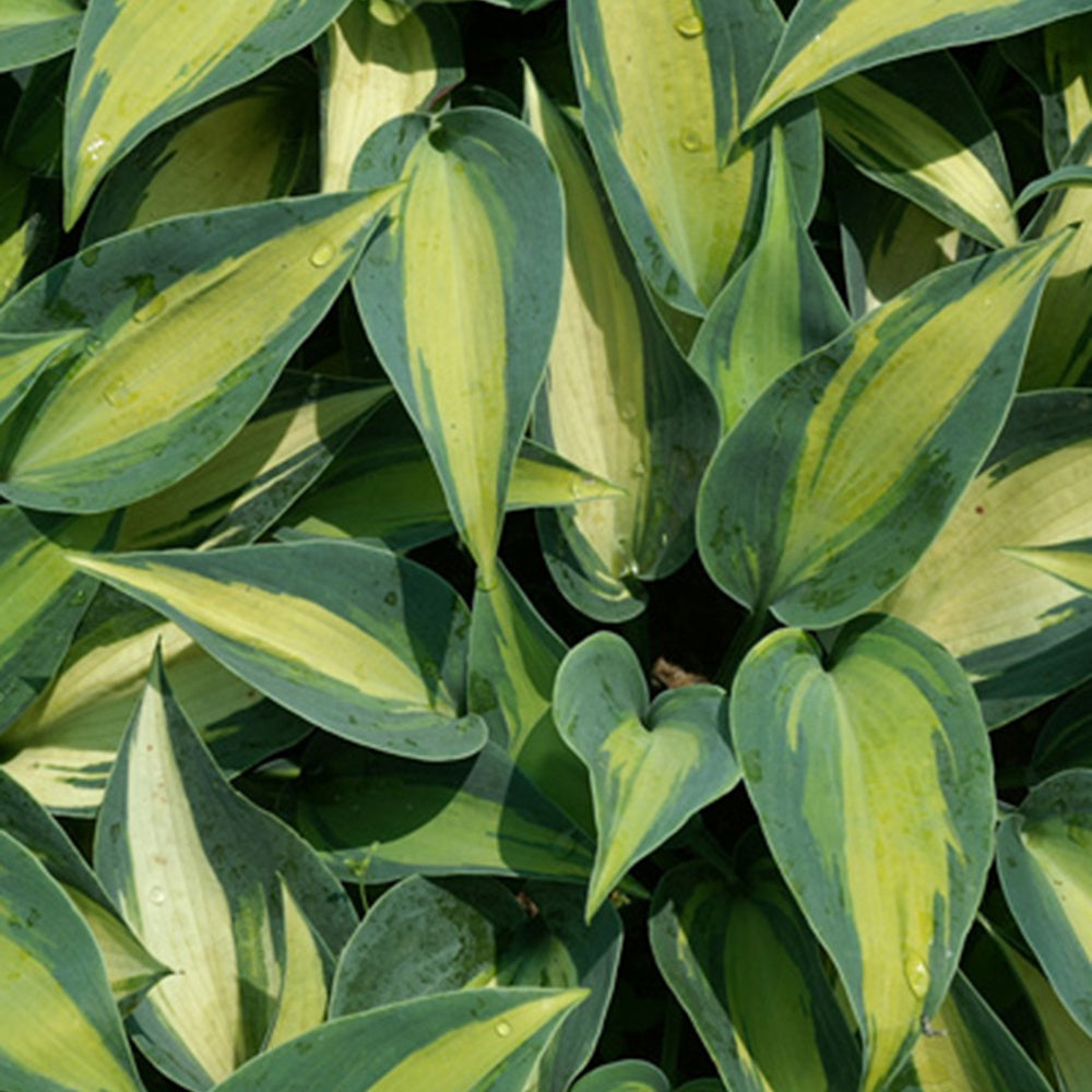 Hosta Catherine - Hosta catherine - Willemse