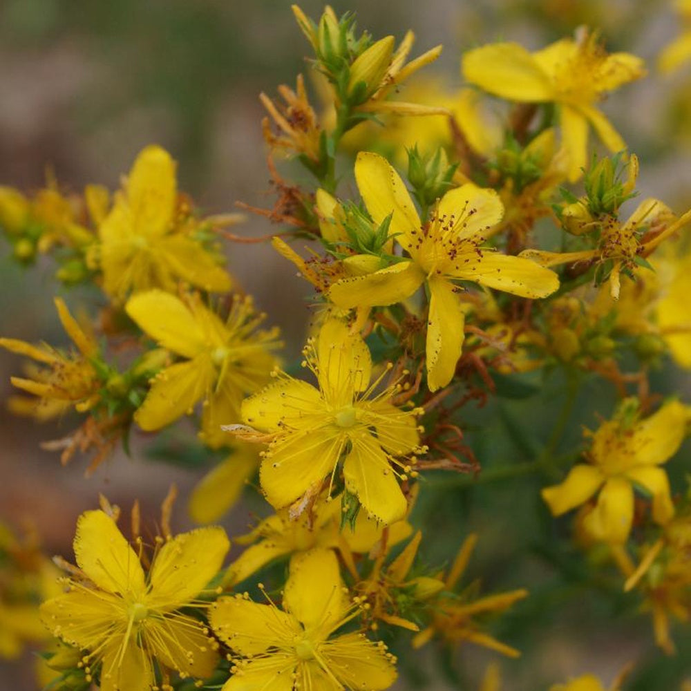 Millepertuis perforé - Hypericum perforatum - Willemse
