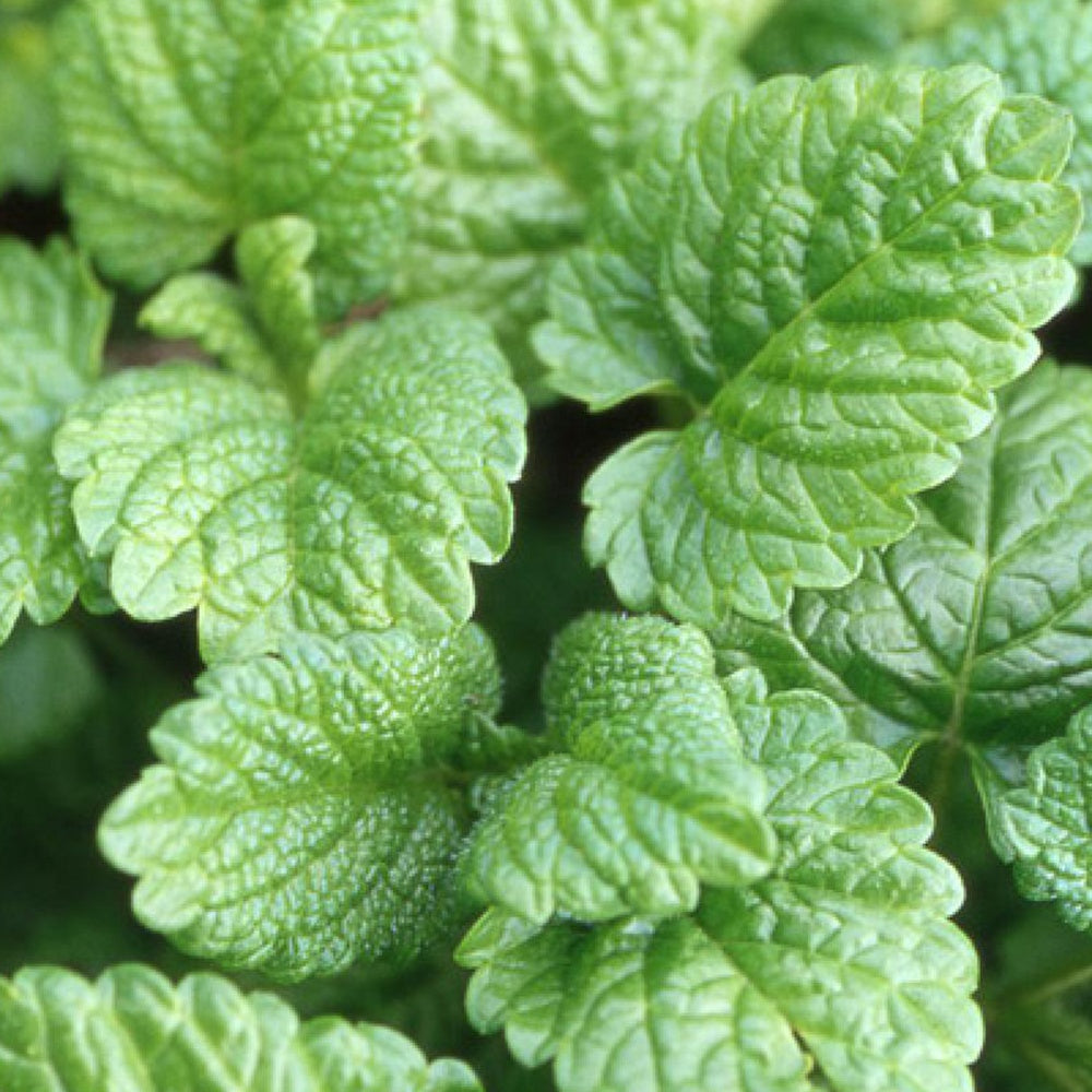 Mélisse officinale - Melissa officinalis - Willemse